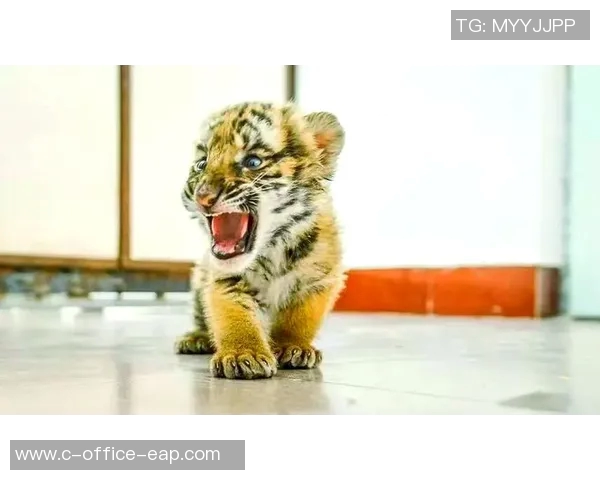 深圳与华南虎的传奇对决探索城市与自然的和谐共生之道